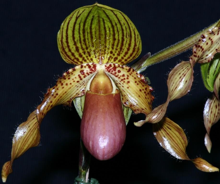 Paphiopedilum Jogjae
