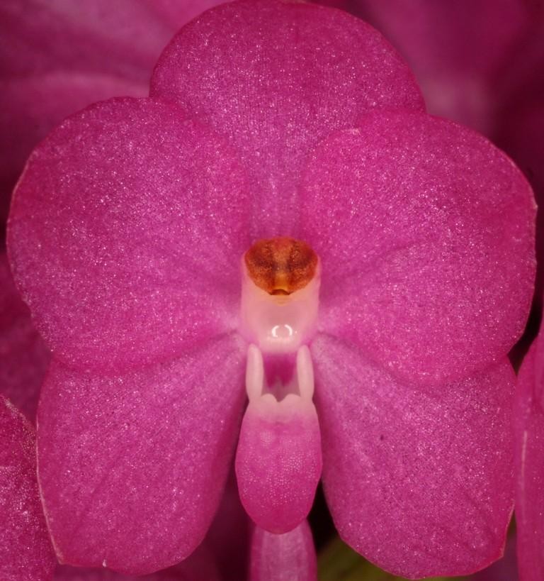 Vanda ampullacea subsp. ampullacea