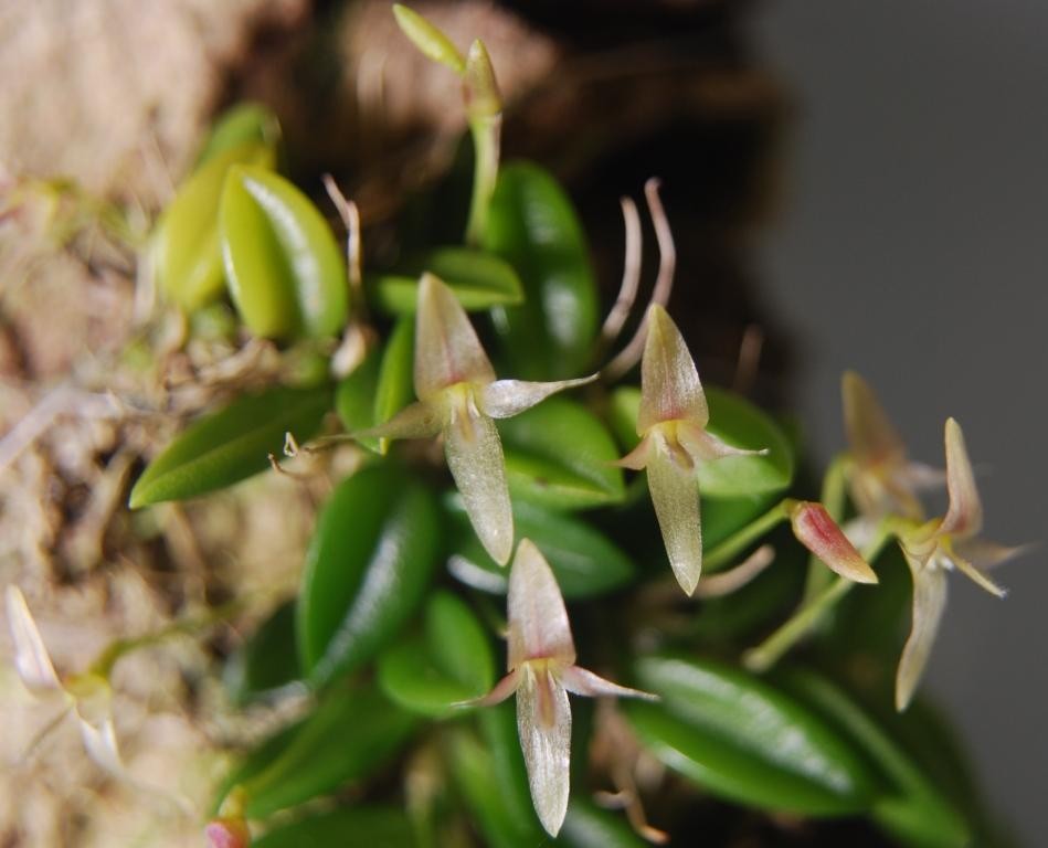 Bulbophyllum macphersonii var. macphersonii