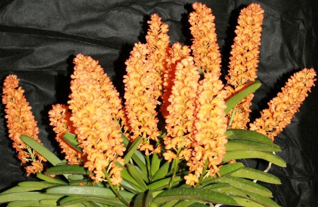 Vanda Ladda Gold 'Yvonne's Choice'