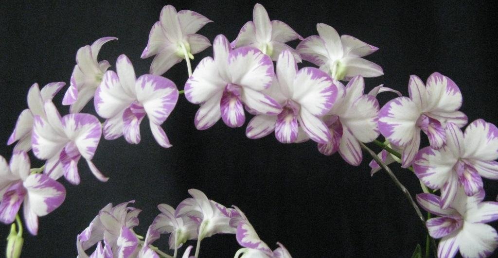 Den Enobi Stripe 'Fraser's Stunner'