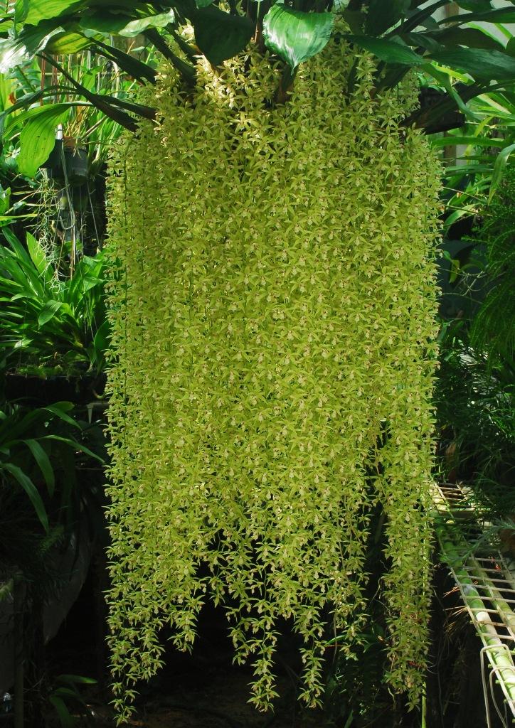 Coelogyne rochussenii