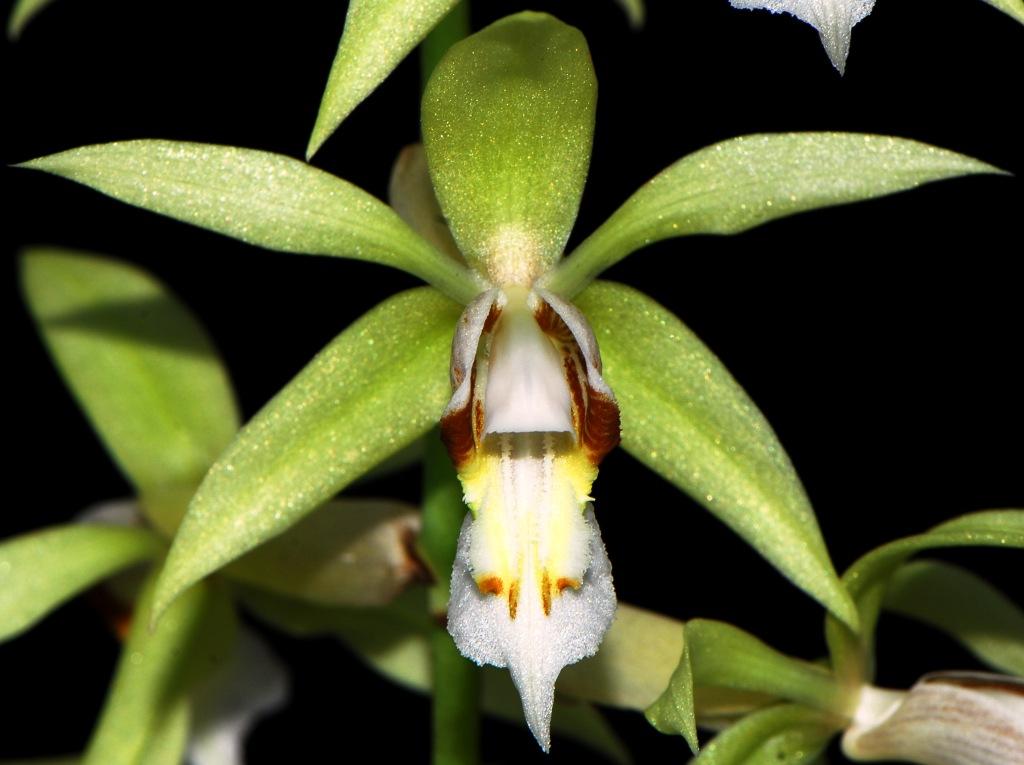 Coelogyne rochussenii