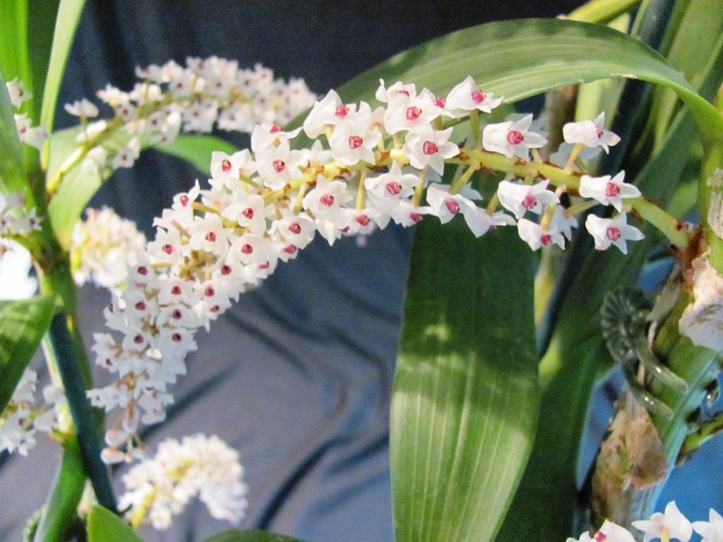 Pinalia multiflora - CBM/AOC