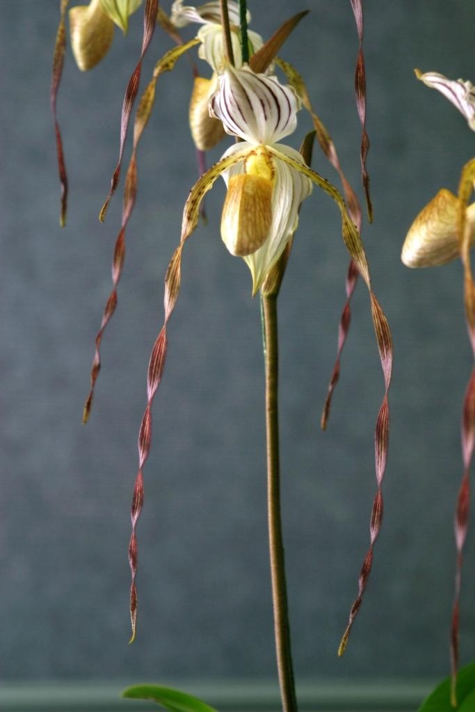 Paph Mount Toro