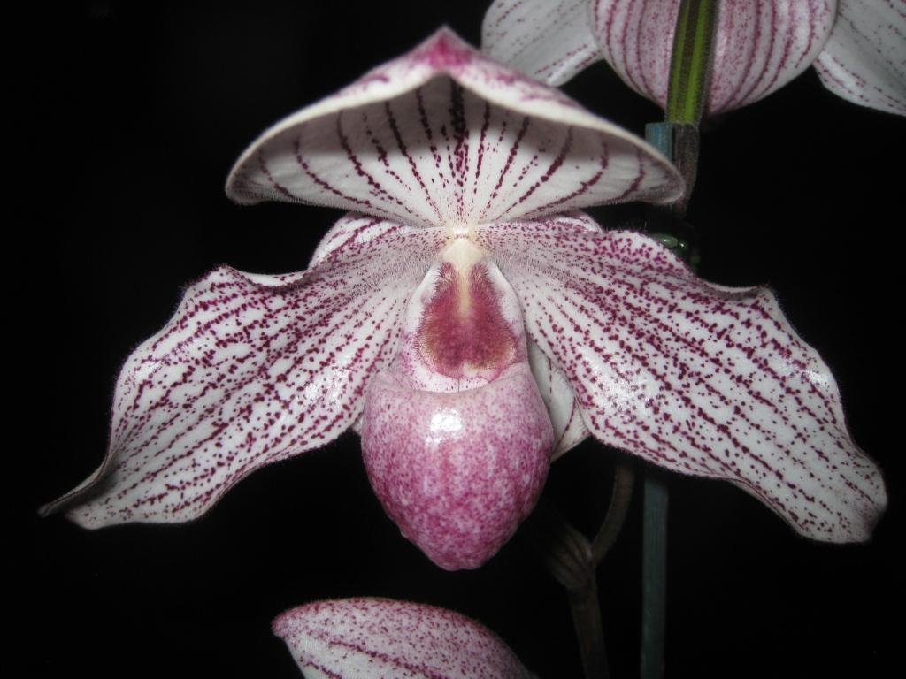 Paph Woluwense