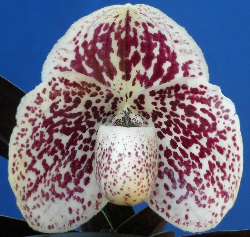 Paphiopedilum Dom's Legend