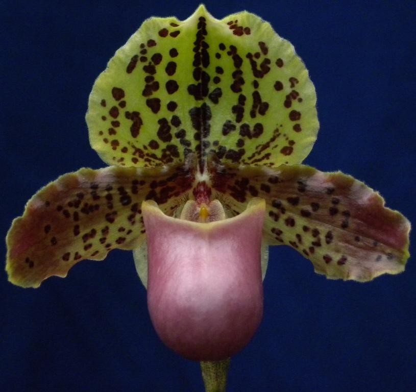 Paphiopedilum henryanum - HCC/AOC