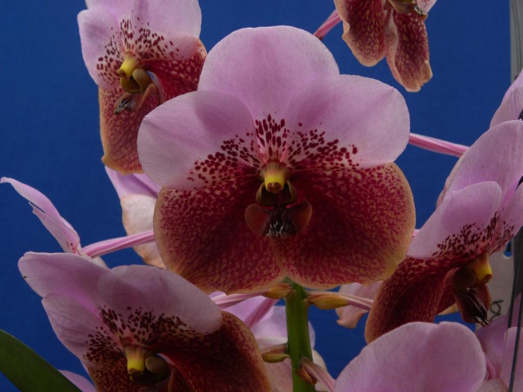 Vanda sanderiana - AM/AOC