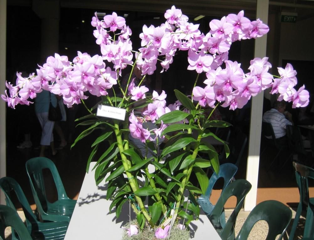 Dendrobium Kiilani Stripe - ACC/AOC