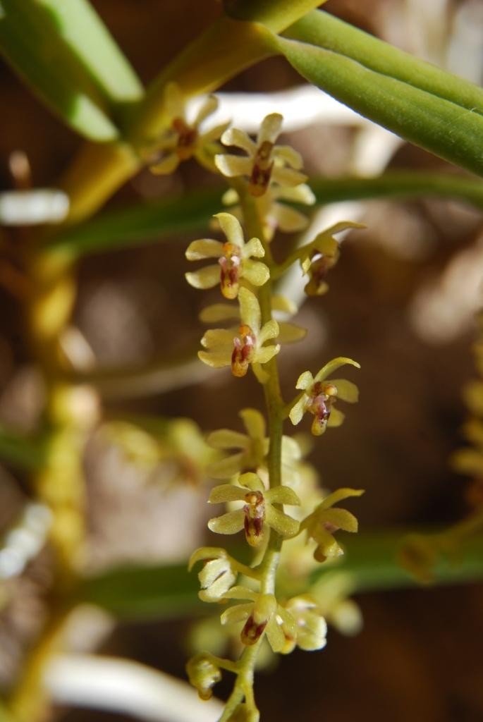 Mobilabium hamatum