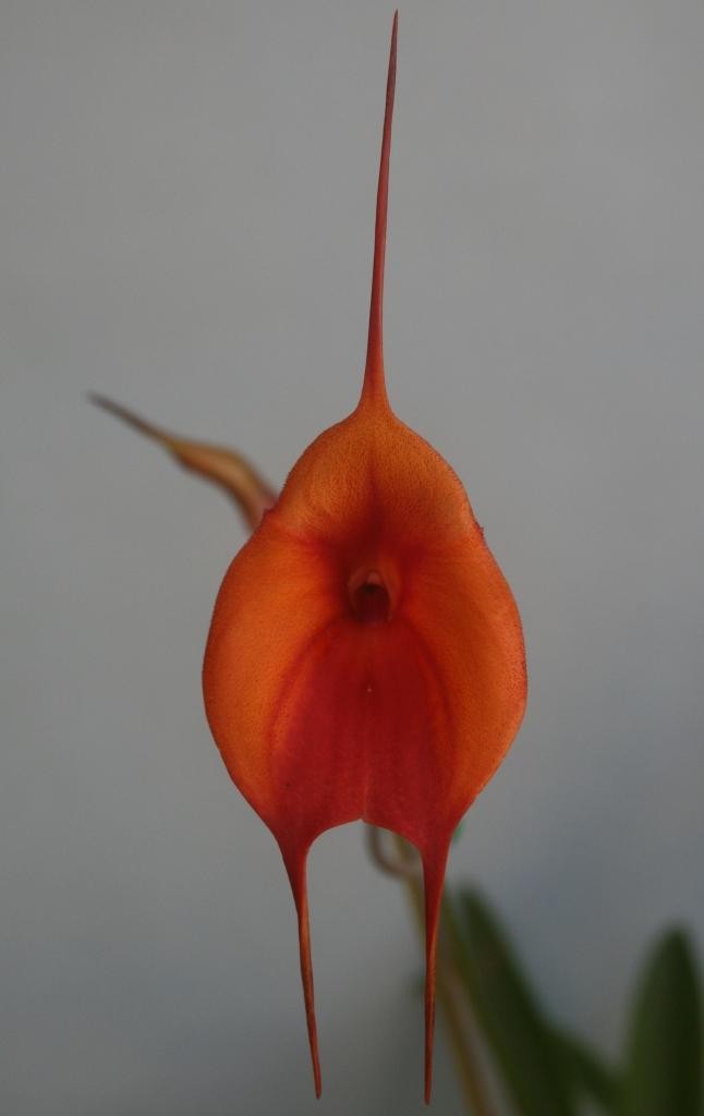 Masdevallia Cha Cha Cha - HCC/AOC