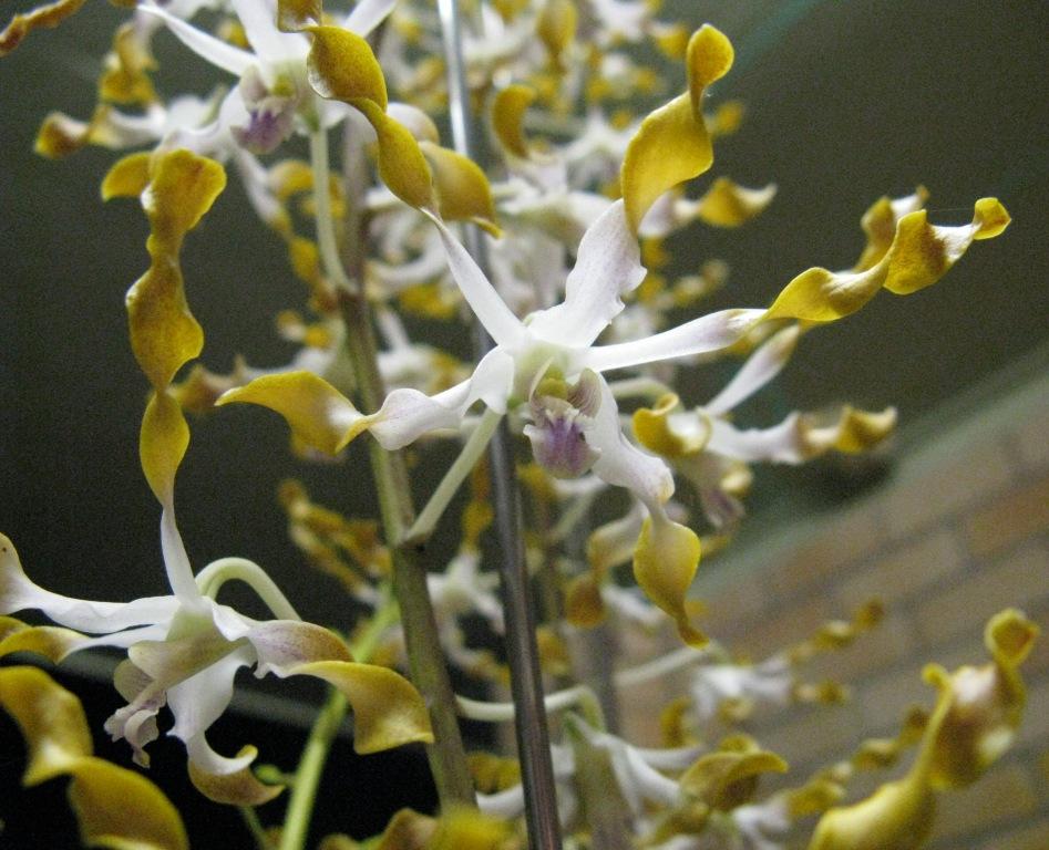 Dendrobium Gloucester Sands - HCC/AOC