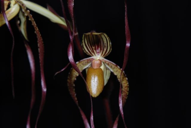 Paphiopedilum Angel Hair - AM/AOC