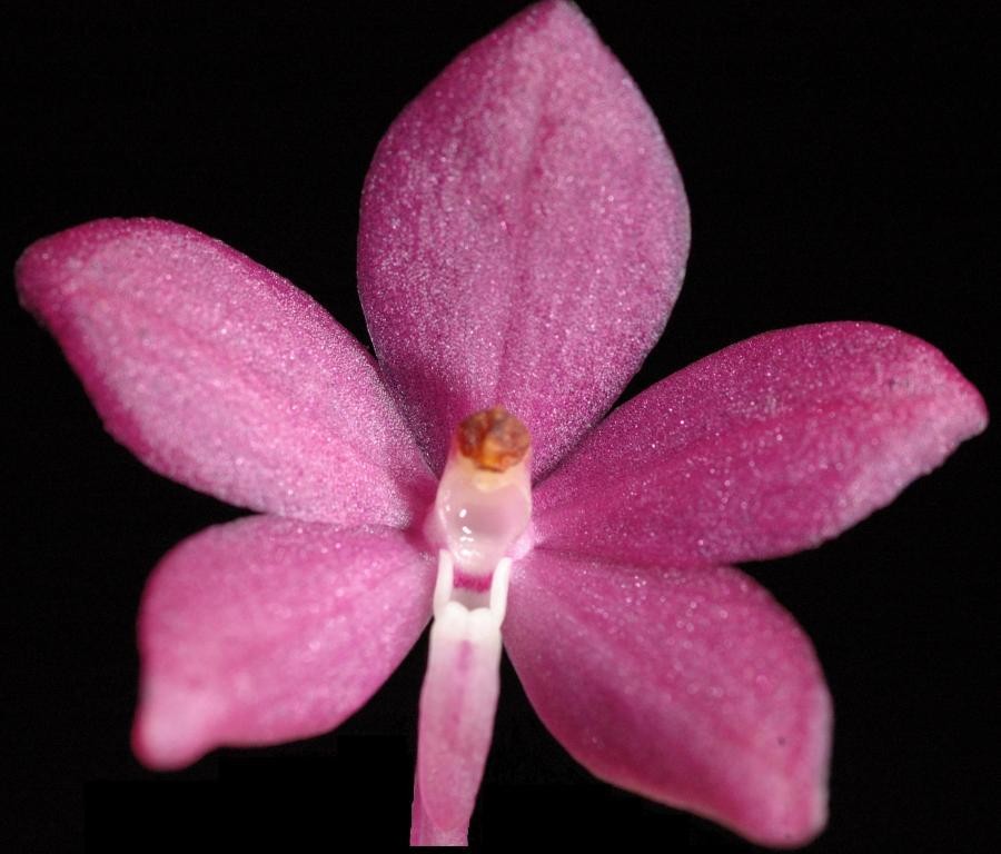 Vanda ampullacea subsp. ampullacea - AM/AOC