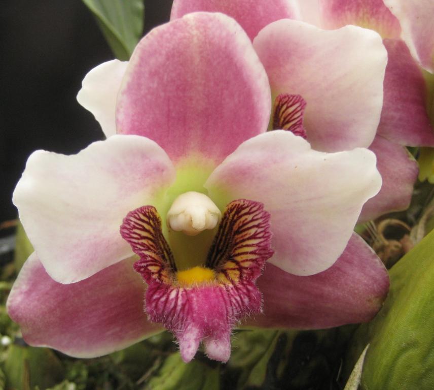 Bifrenaria harrisoniae - AM/AOC