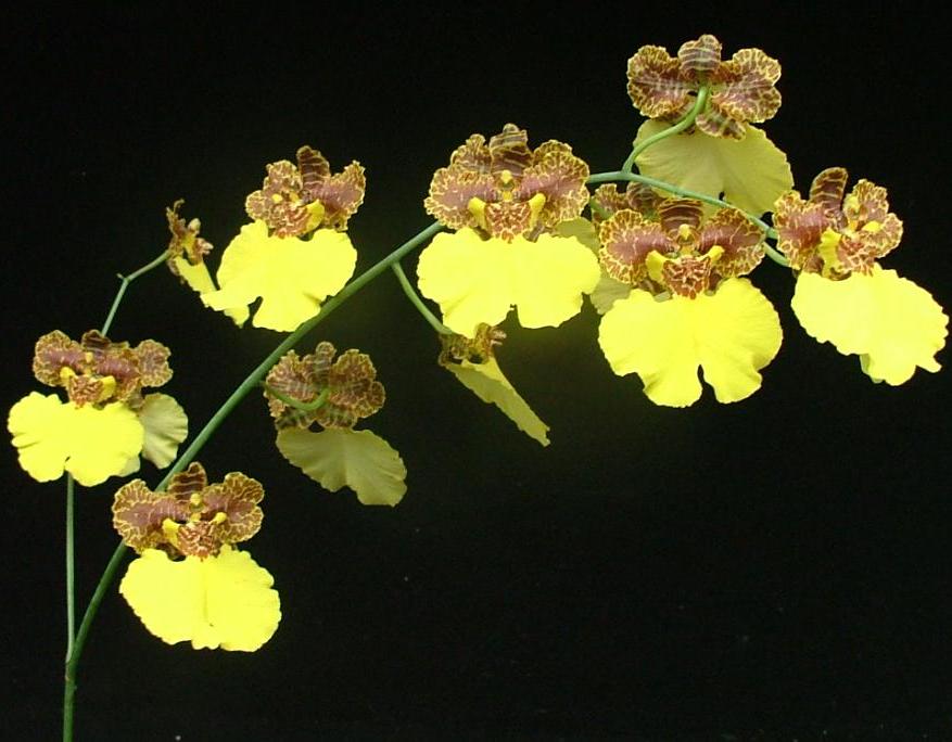 Zelenkocidesa Desmond's Gold