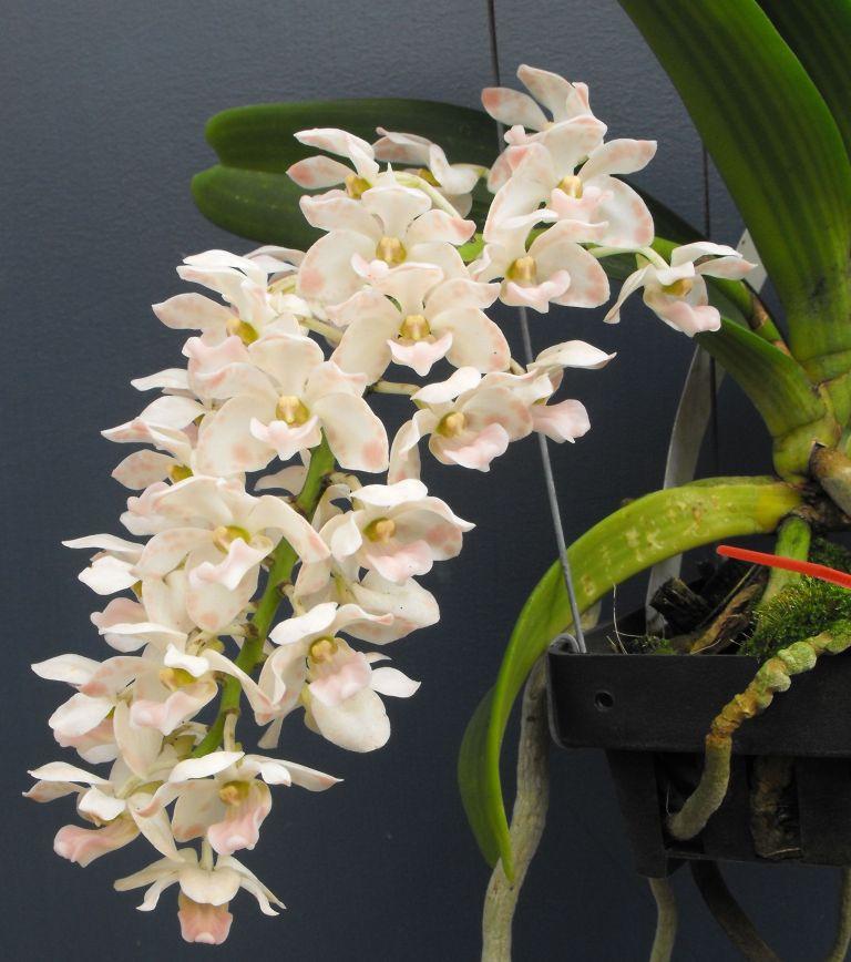 Rhynchostylis gigantea