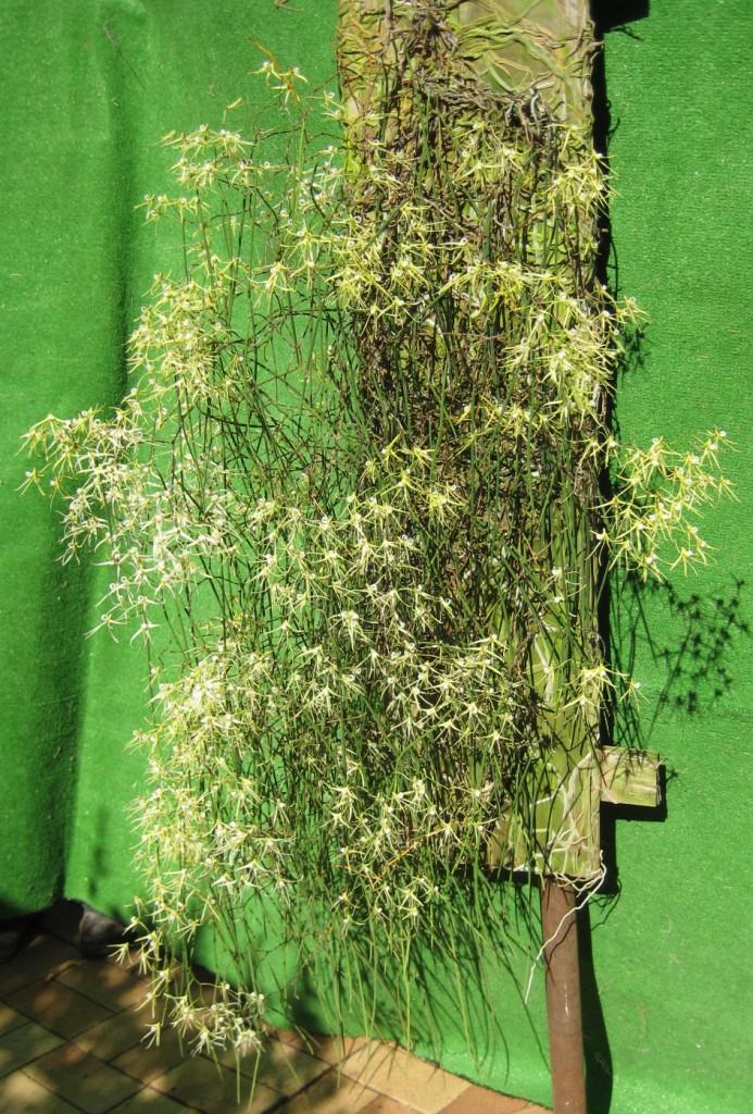 Dendrobium teretifolium var. fasciculatum - ACC/AOC