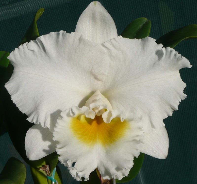 Rhyncholaeliocattleya Dal's Passion - HCC/AOC