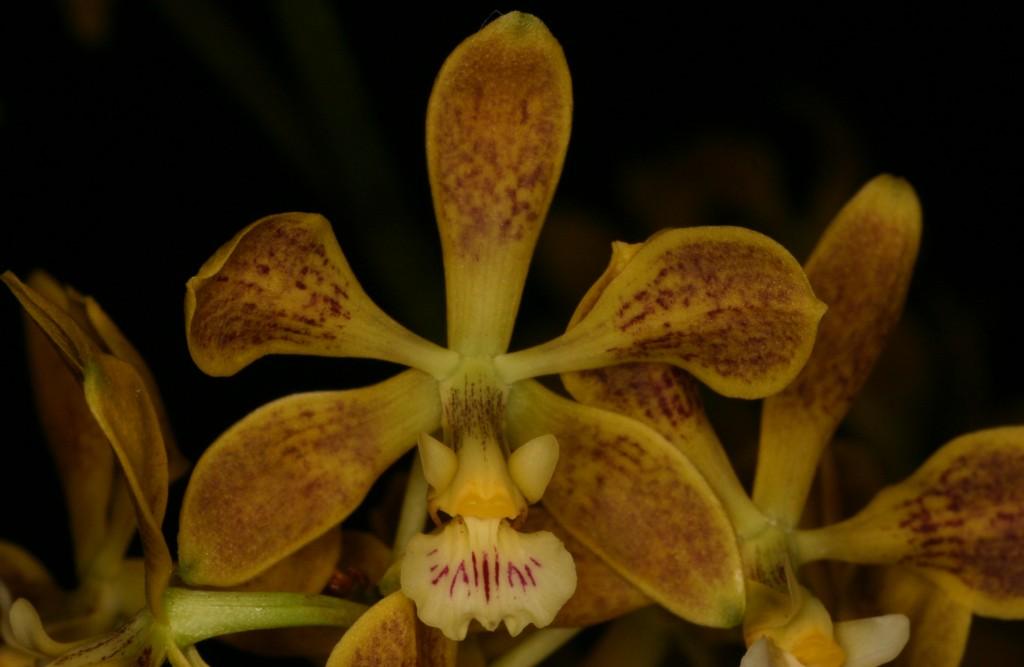 Encyclia oncidioides - AM/AOC
