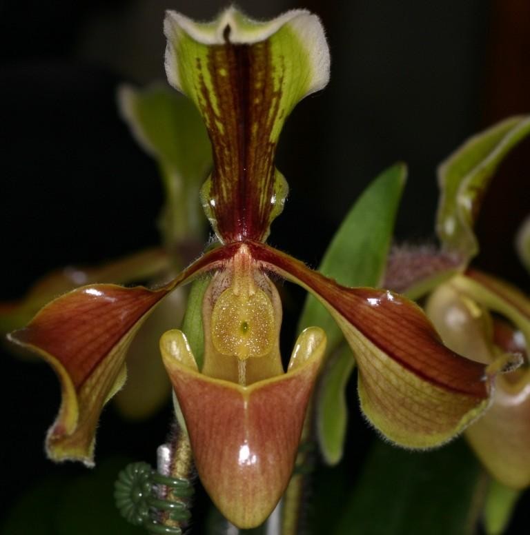 Paphiopedilum villosum var. villosum - HCC/AOC