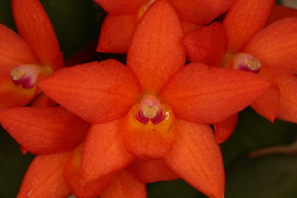 Cattleya cernua