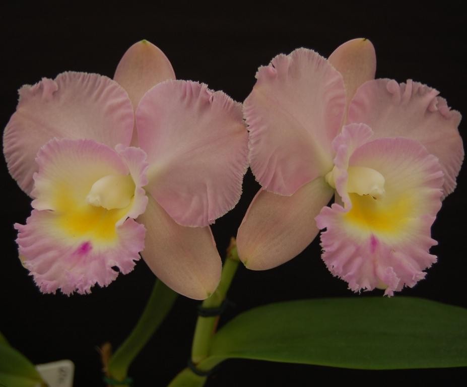 Rhyncholaeliocattleya Lakehaven Pearl - AM/AOC