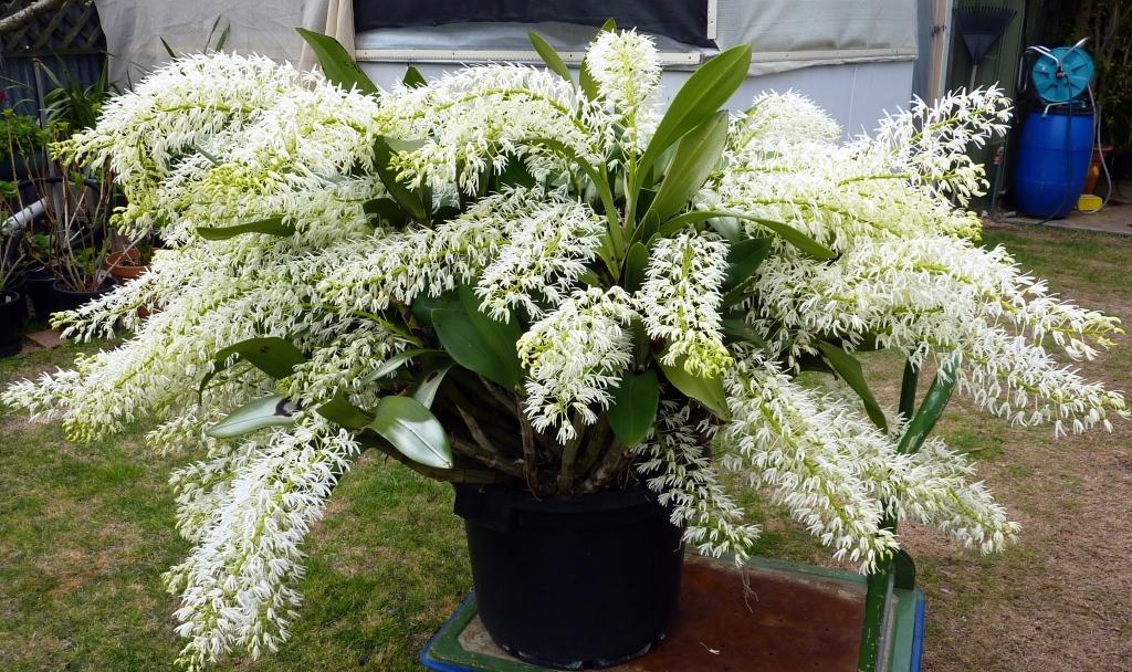Dendrobium speciosum