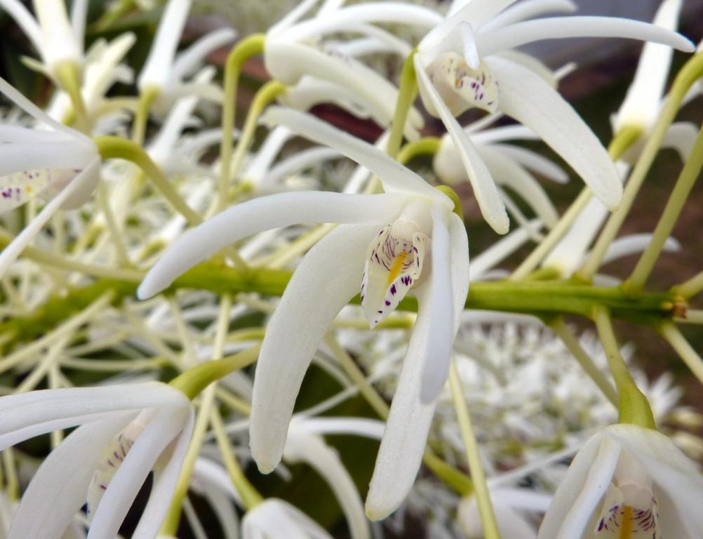 Dendrobium speciosum var. boreale - photo 2