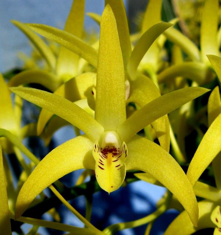 Den Australian Goldrush