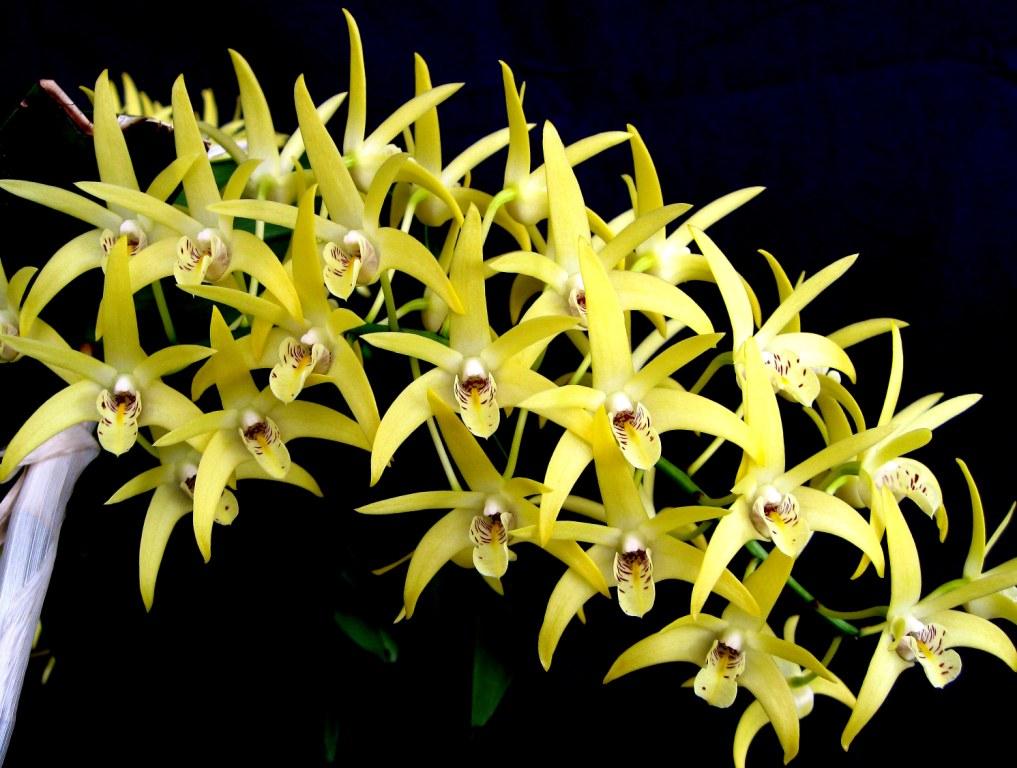 Dendrobium Australian Goldrush - photo 2