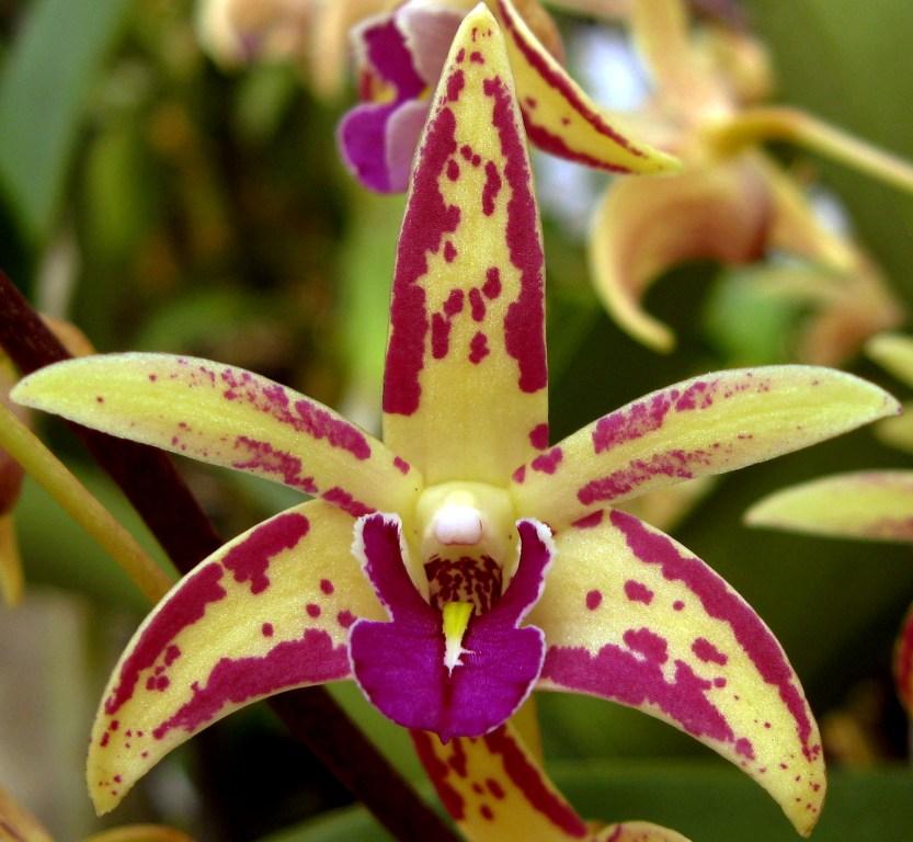 Den Australian Artist