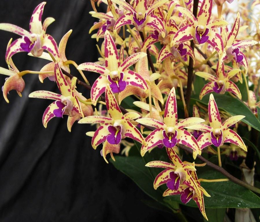 Den Australian Artist