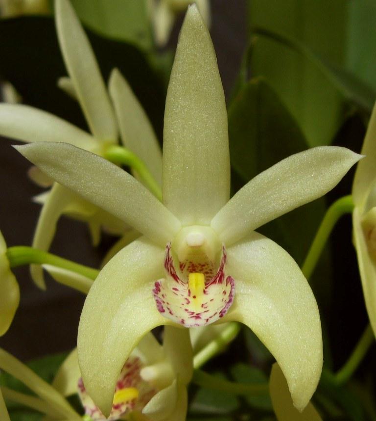 Dendrobium Avsun - HCC/AOC