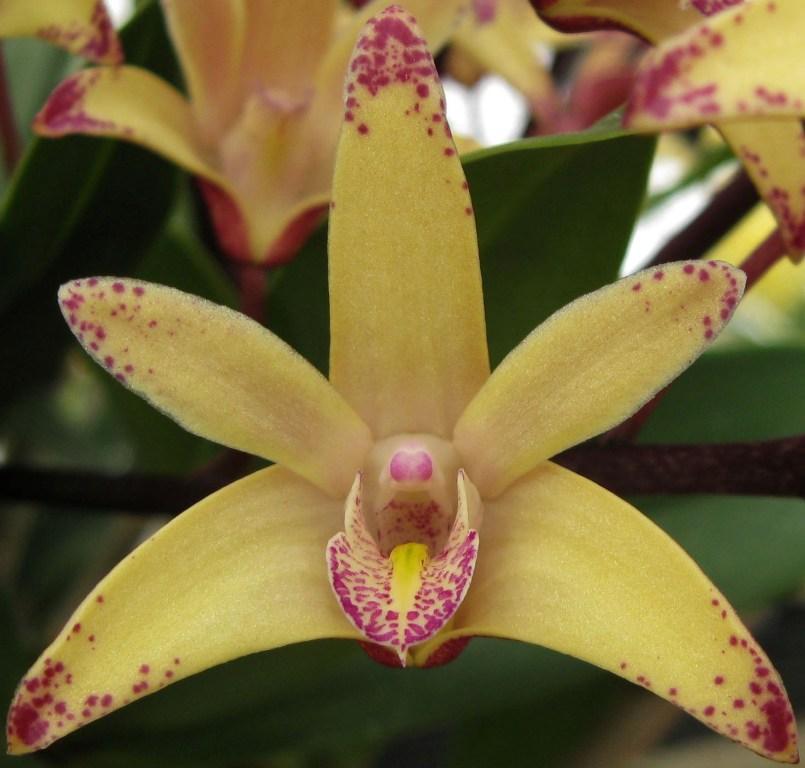 Dendrobium Australian Artist - HCC/AOC