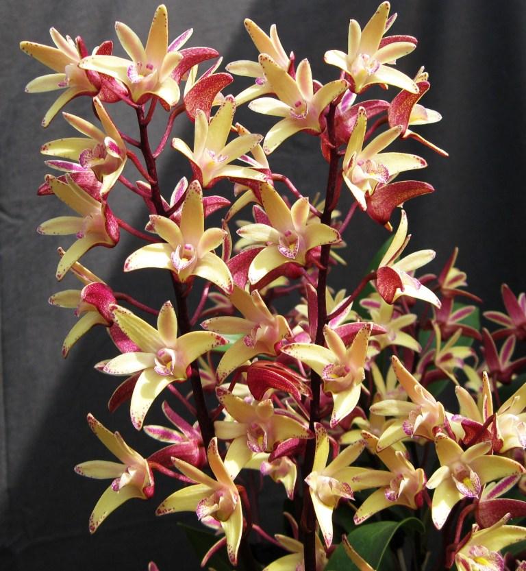 Dendrobium Australian Artist - ACC/AOC