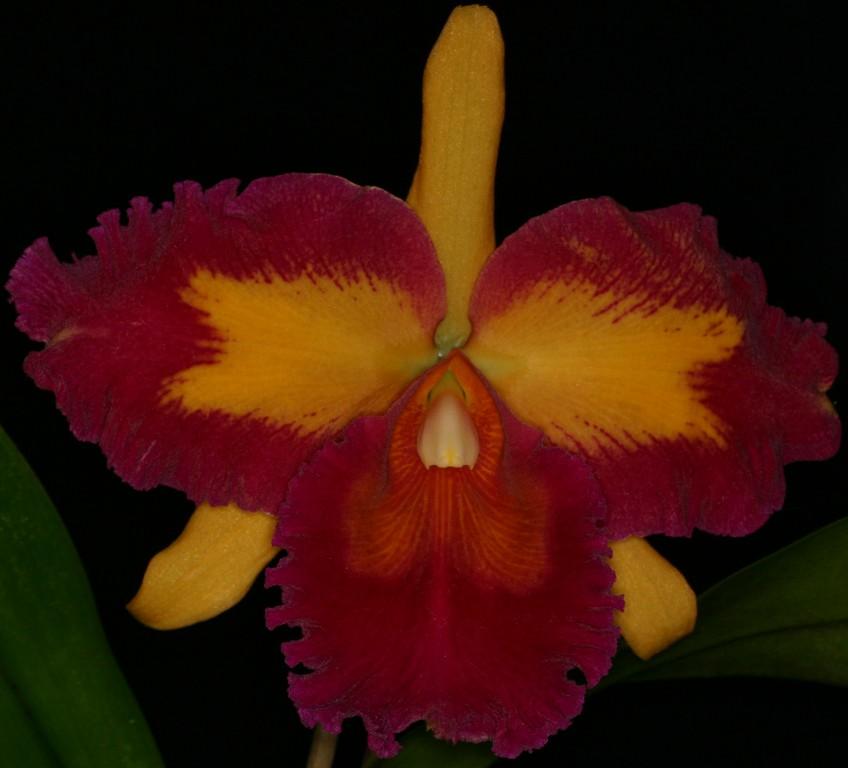 Rlc Suzuki's Chinese Beauty