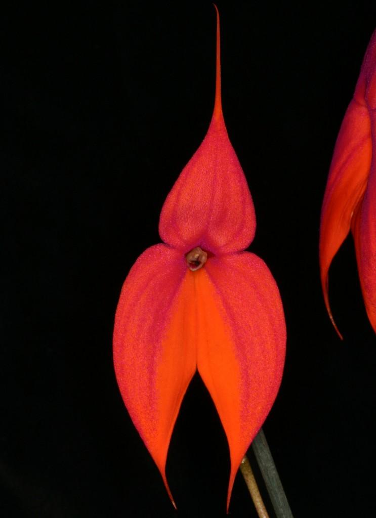 Masdevallia veitchiana
