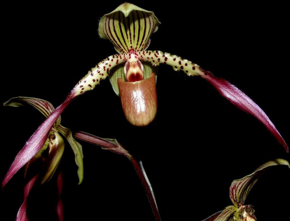 Paphiopedilum Saint Low