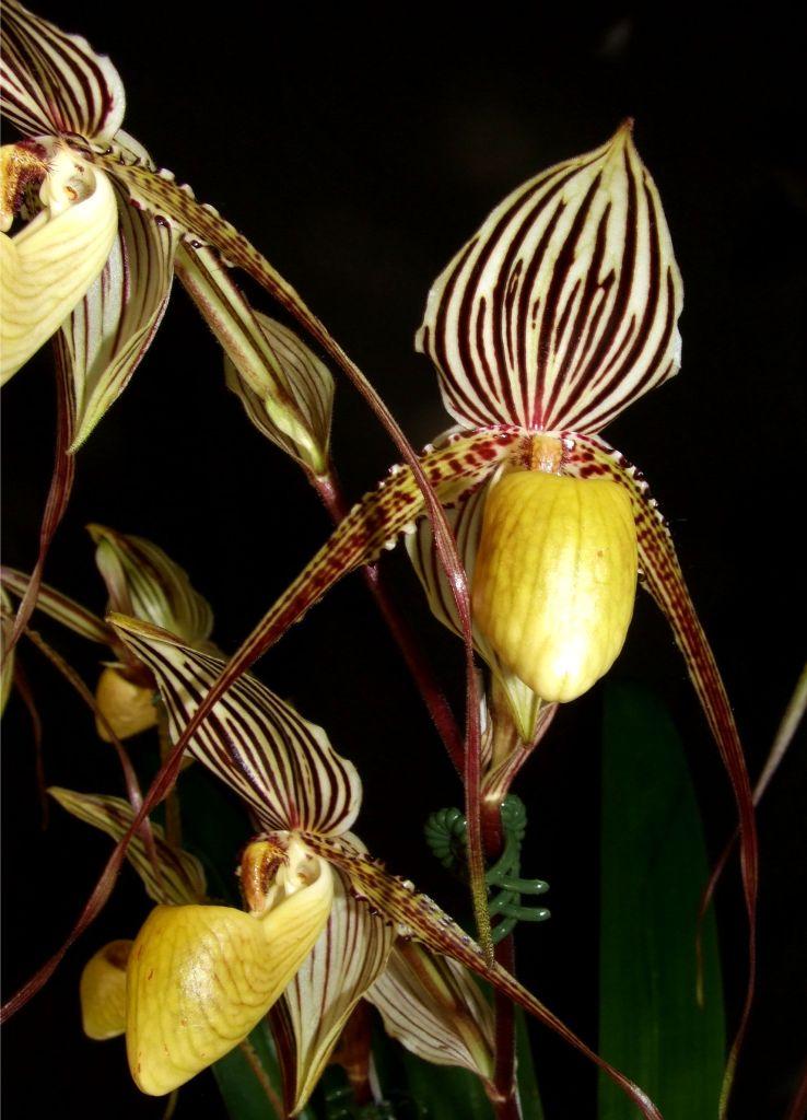 Paphiopedilum Saint Swithin - HCC/AOC