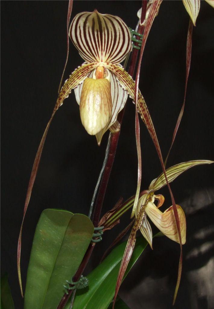 Paphiopedilum Saint Swithin 'John's Gift'