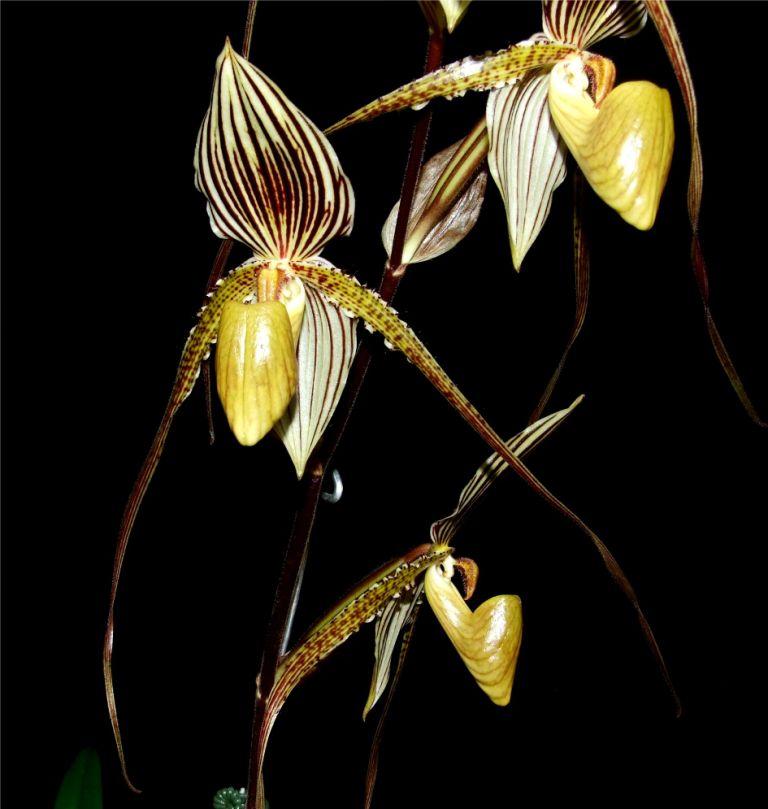 Paphiopedilum Saint Swithin - AM/AOC