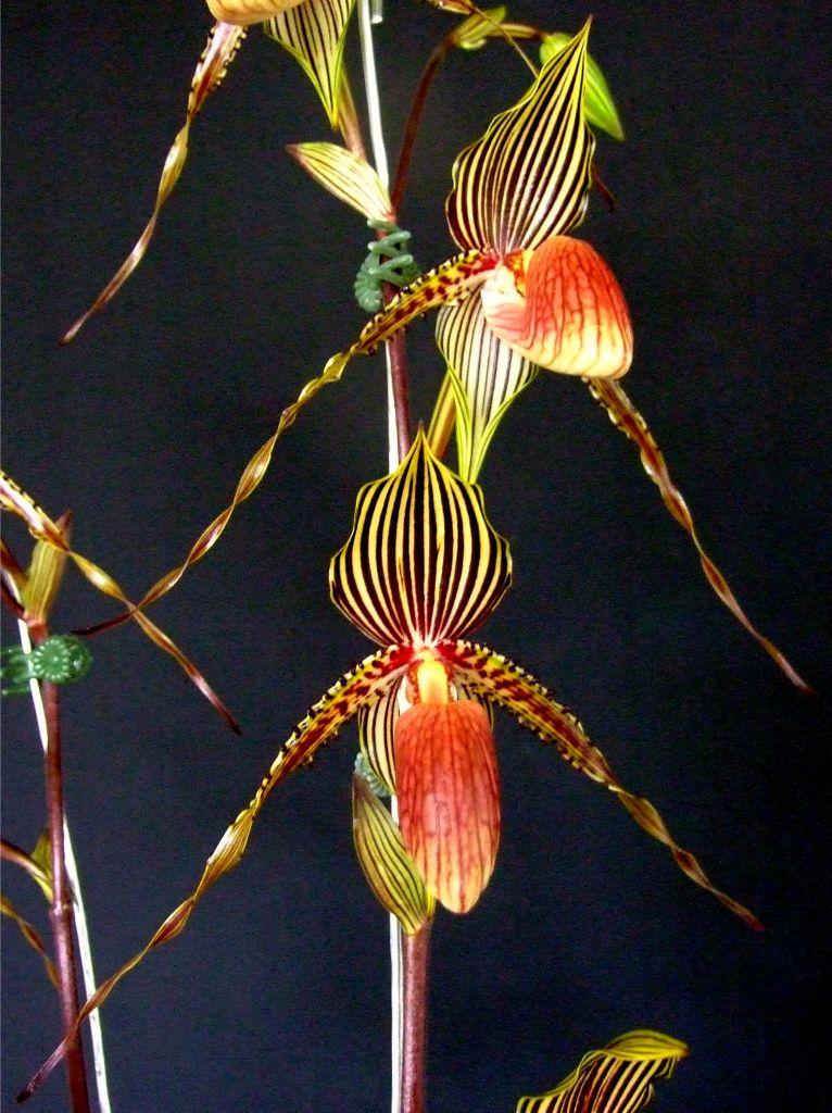 Paphiopedilum Susan Booth - AM/AOC