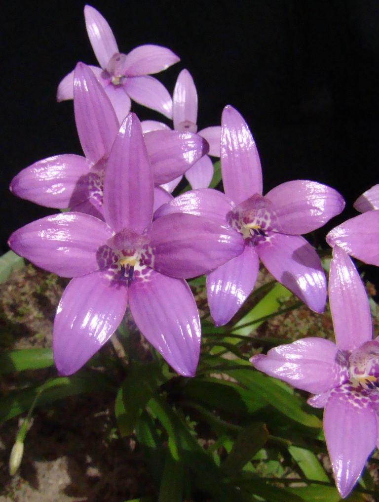 Elythranthera emarginata