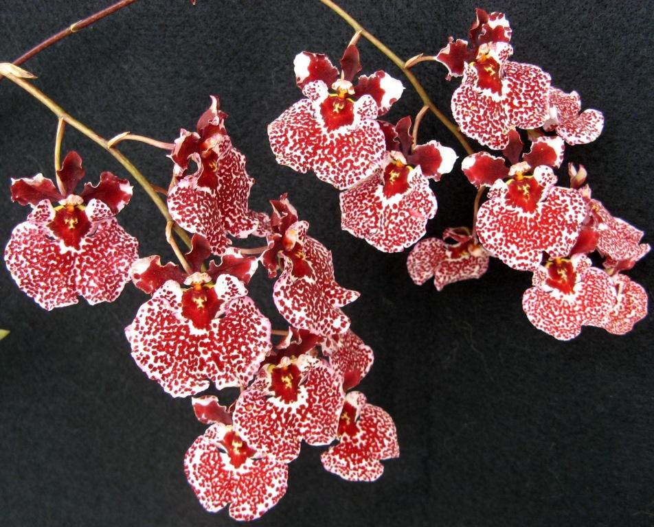 Tolumnia Percy Tesch