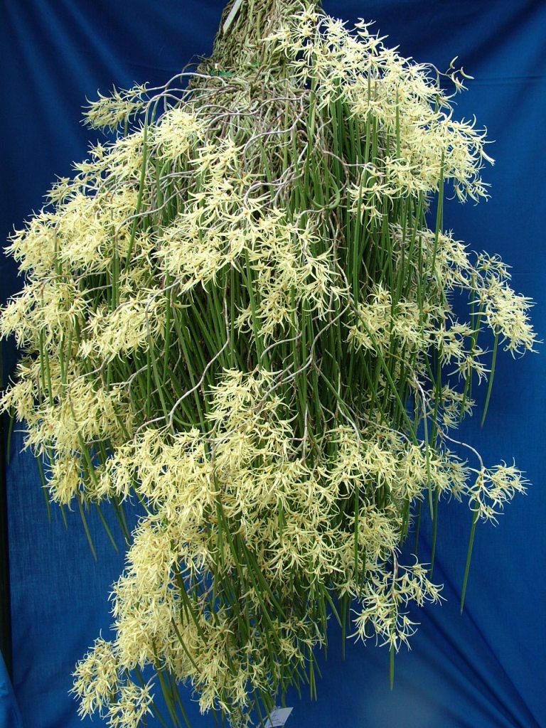 Dendrobium calamiforme