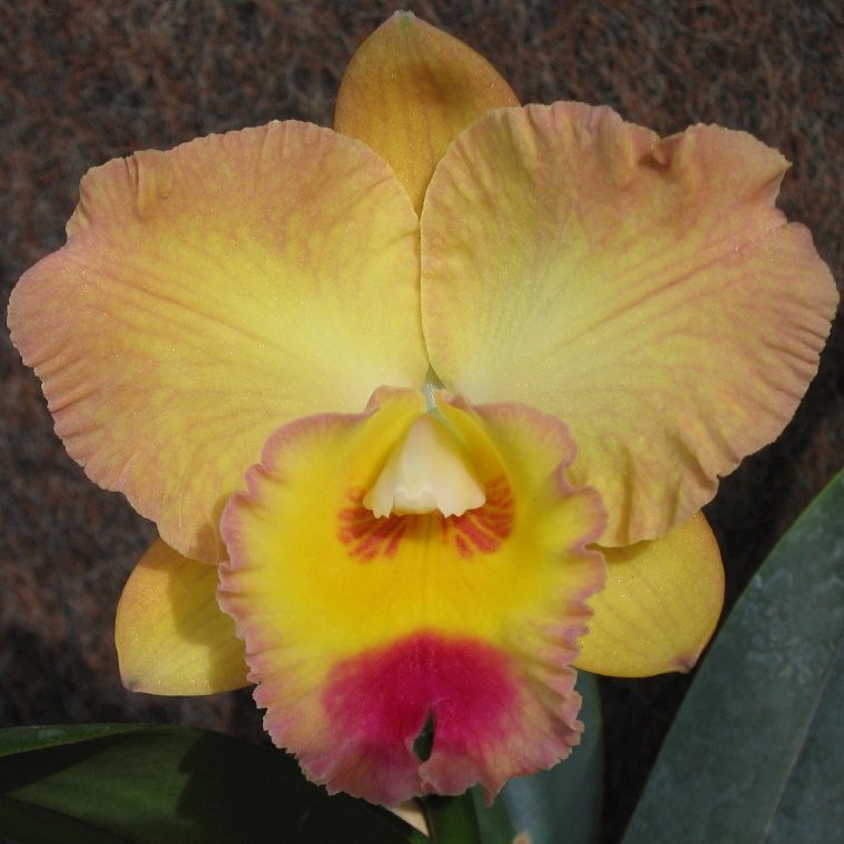 Rhyncholaeliocattleya Rosella Scorpio