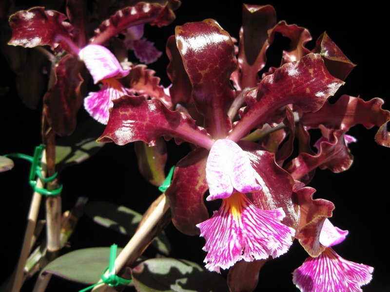 Cattleya schilleriana - AM/AOC