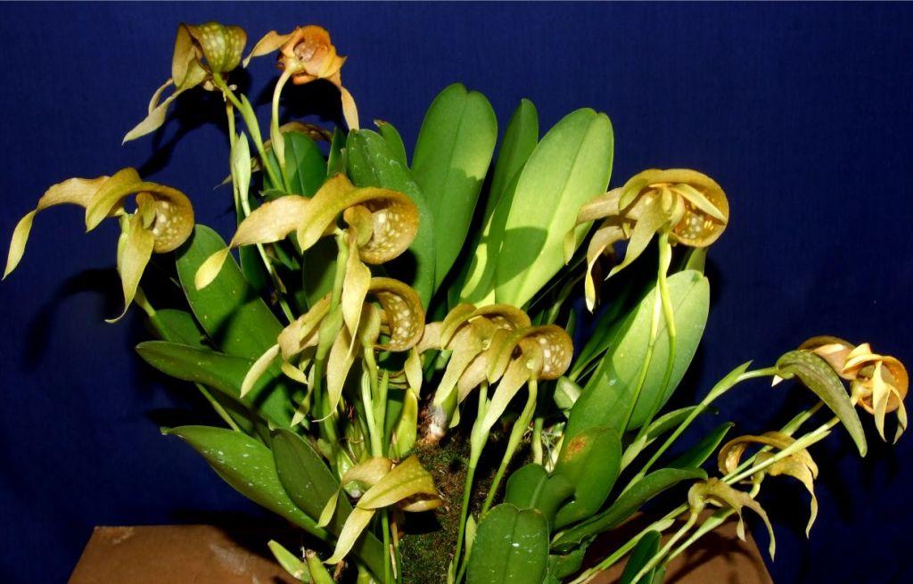 Bulbophyllum grandiflorum - ACC/AOC